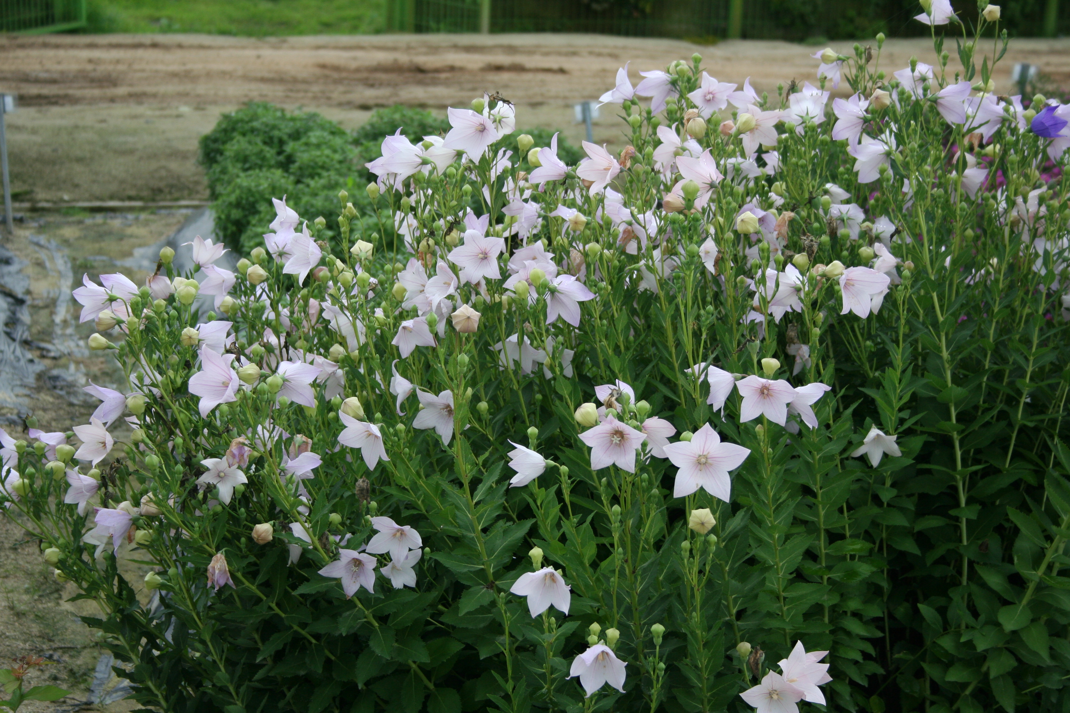 Platycodon grandiflorus 'Rosea'